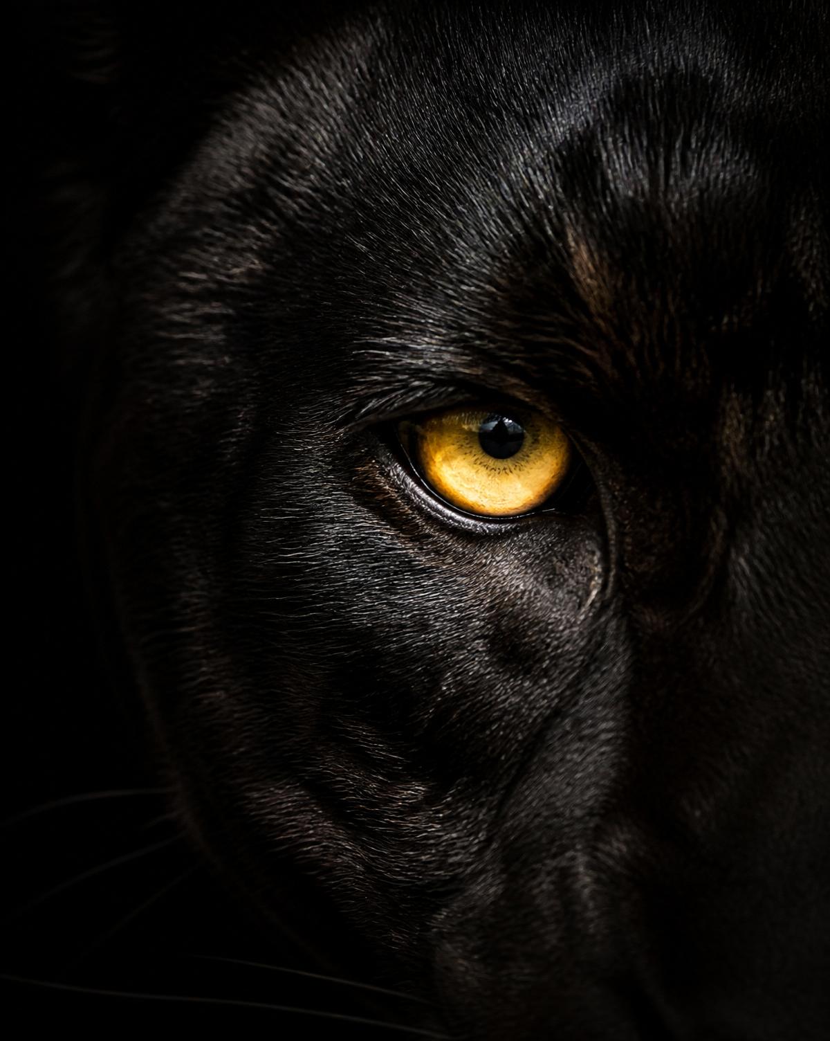 Close editorial do olho âmbar de uma jaguar negra emergindo da penumbra