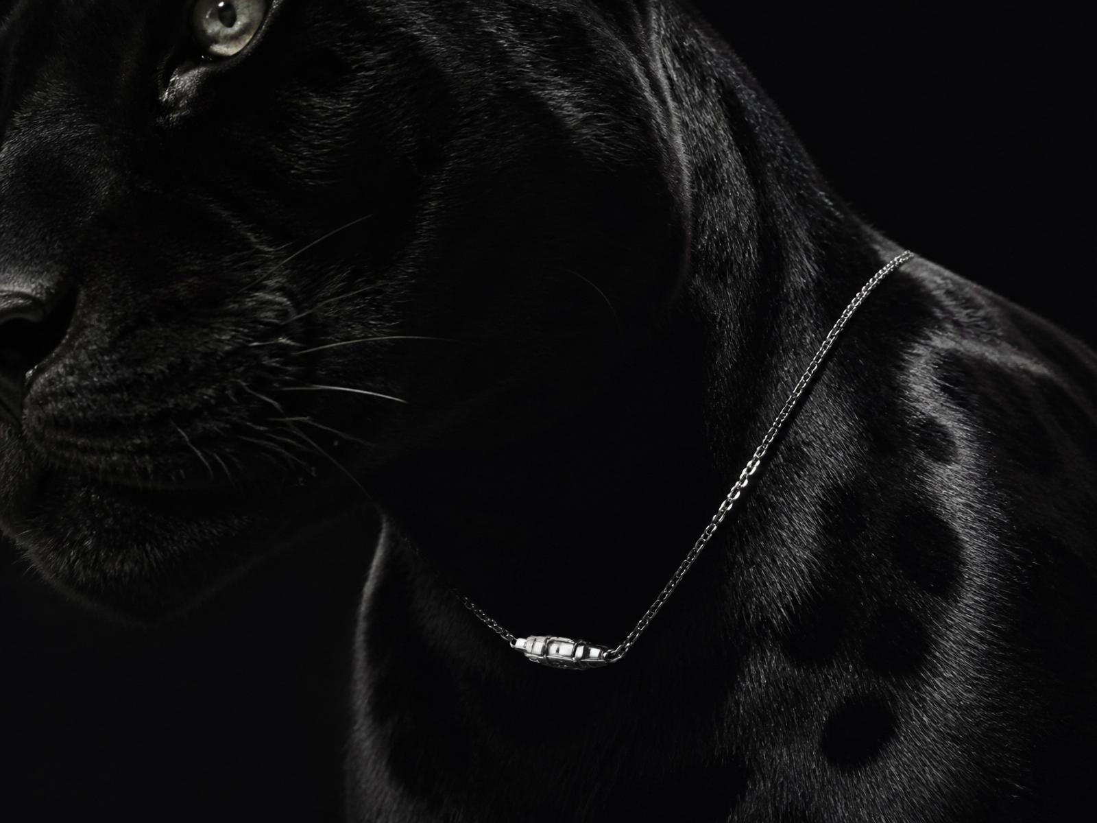 Corrente Jaguar em prata 925 sobre a pelagem de uma jaguar negra